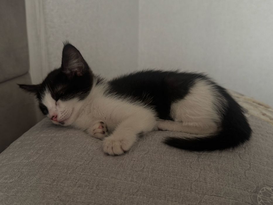 Котята бесплатно