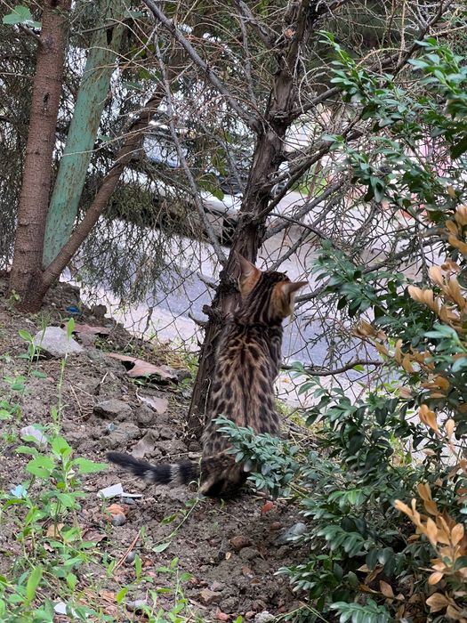 TOZA Bengal mushukcha