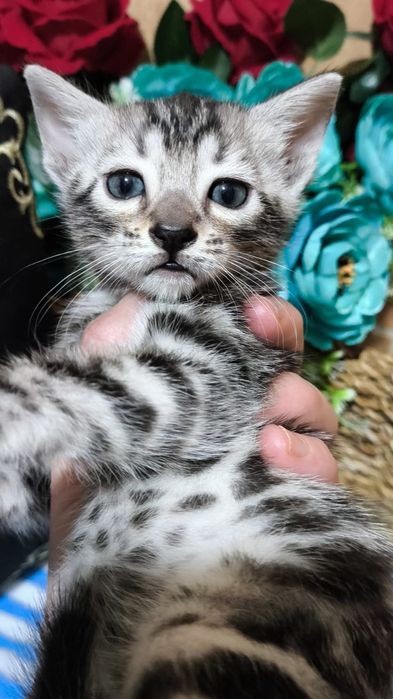 Мимишное Серебро.  Бенгалы- ДЕТКИ