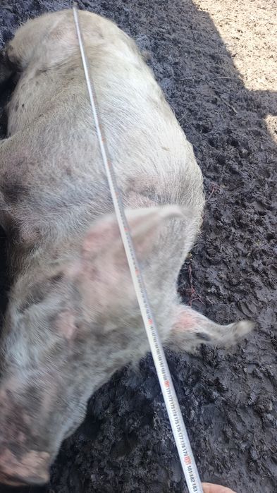 Продам хряка осеминителят