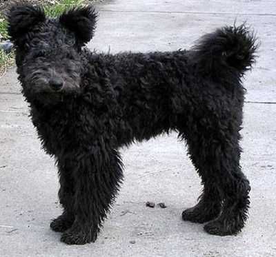 Pui rasa de Pumi de calitate