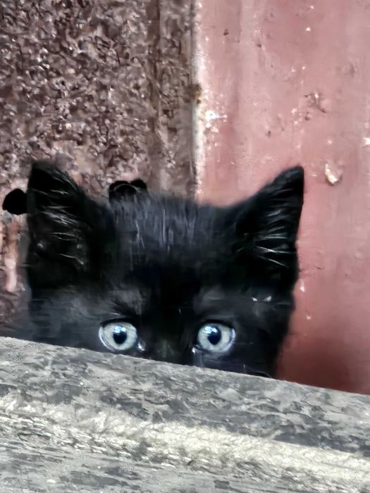 Pisoi spre adoptie