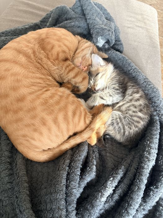 Котенок девочка бесплатно