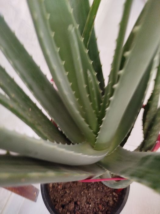 Домашний цветок Алоэ-вера (лечебный) от 50000 и вышесум