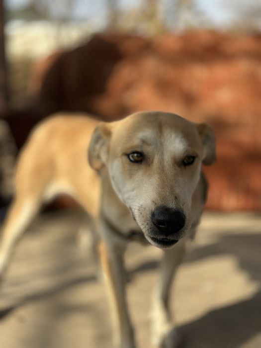 Лесси. Ищет семью очент добрая собака