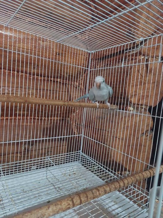 Vând papagal călugăr si cusca papagali