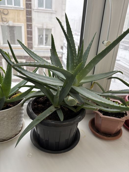 Алоэ вера и алоэ столетник