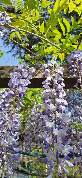Вистерия/ глициния