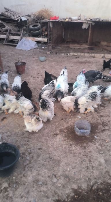 Brama Tovuqlar optim narxlarda  Kelishiladi