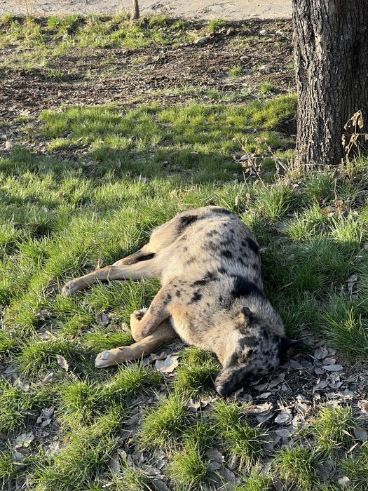 Собака в добрые и ответственные руки!