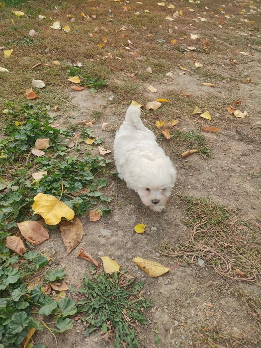 Bichon maltez talie mica