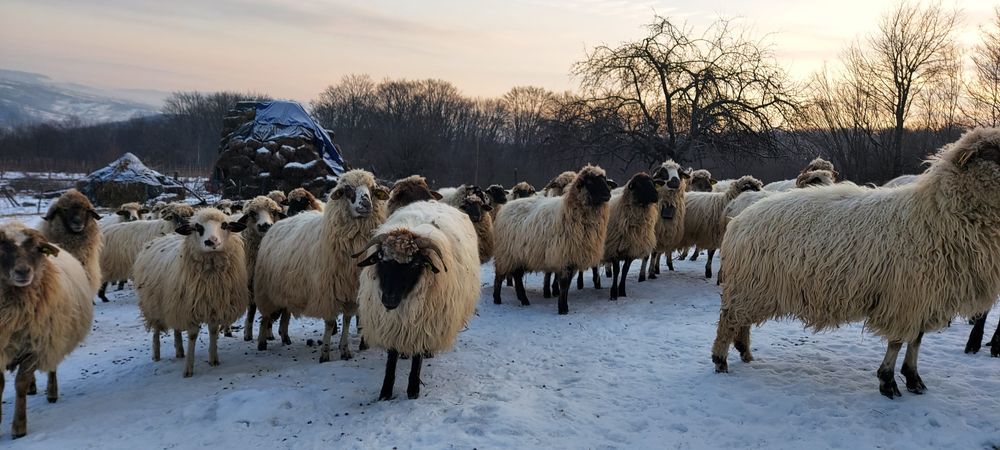 Oi de vânzare care sunteți interesați totul se vede la fața locului