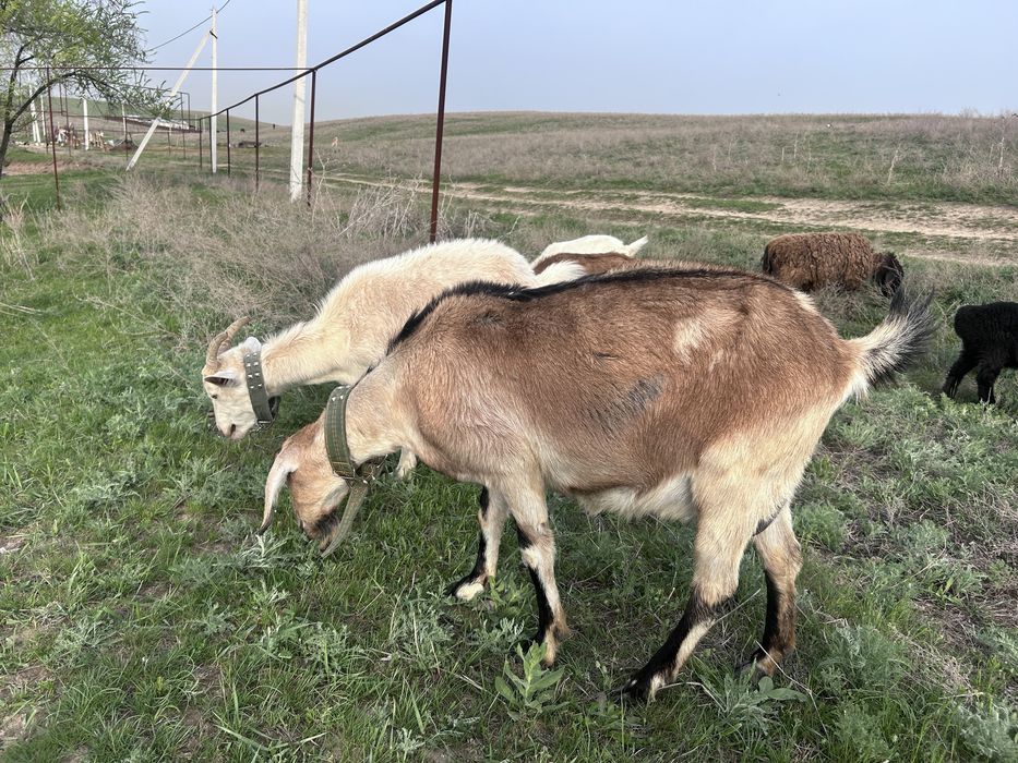 Сутты ешкы , козы,нуби