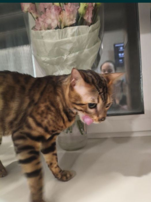 Котенок бенгальский