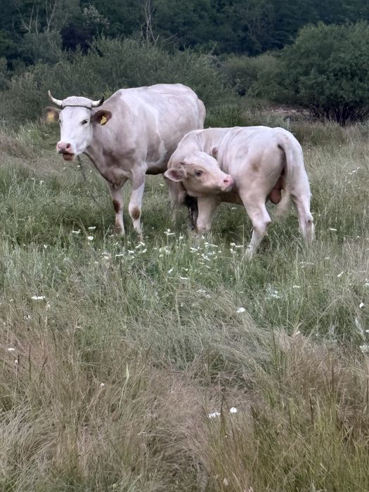 Vaca si vitel (tauras)