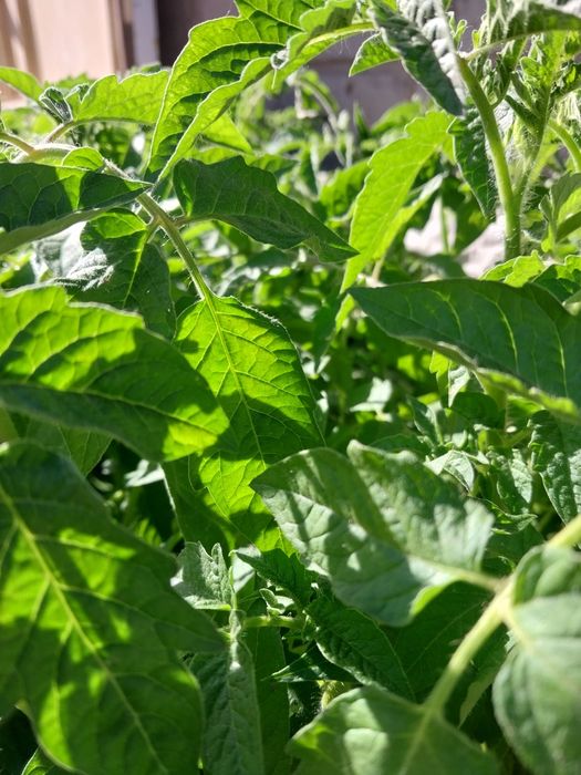 Продам рассаду помидоров