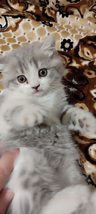 Продается котенок девочка скотиш-страйт.