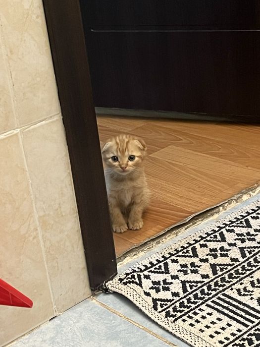 Вислоухий котенок