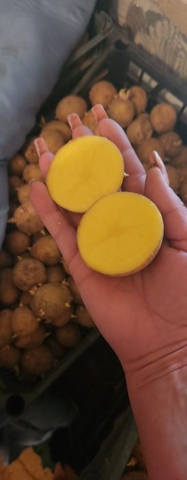 Продам семейной картофель