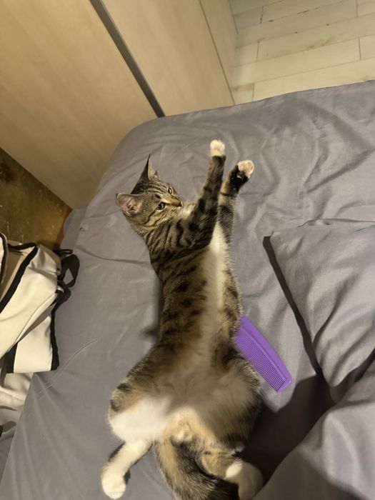 Отдам кота бесплатно