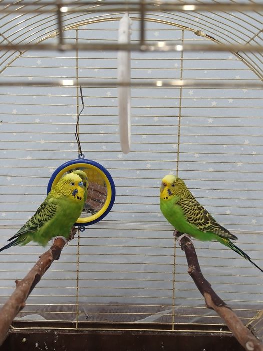 Волнистый папугаи