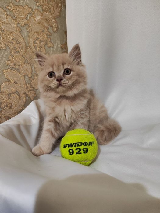 Продаётся котята