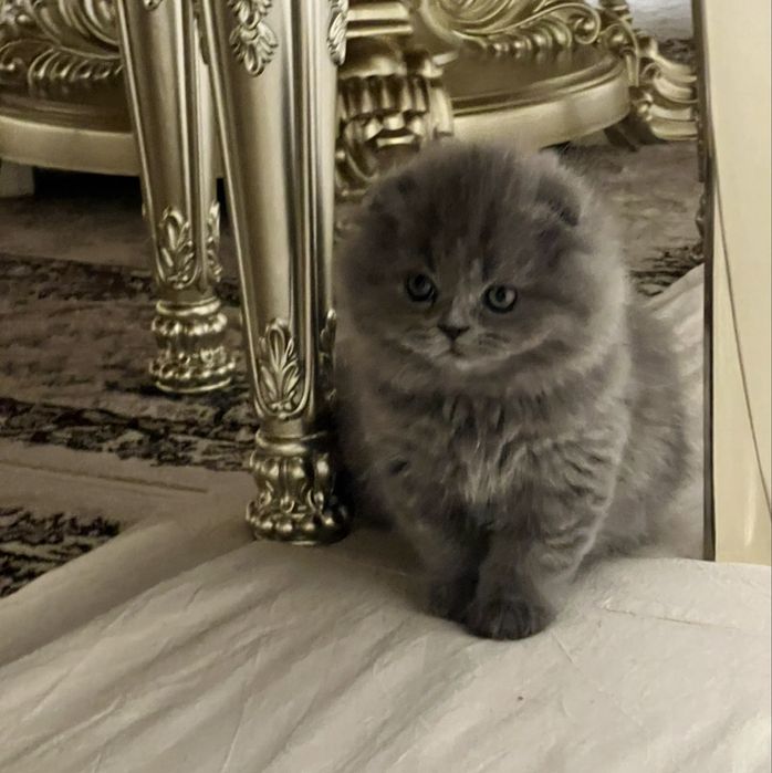 Хайленд-фолд девочка