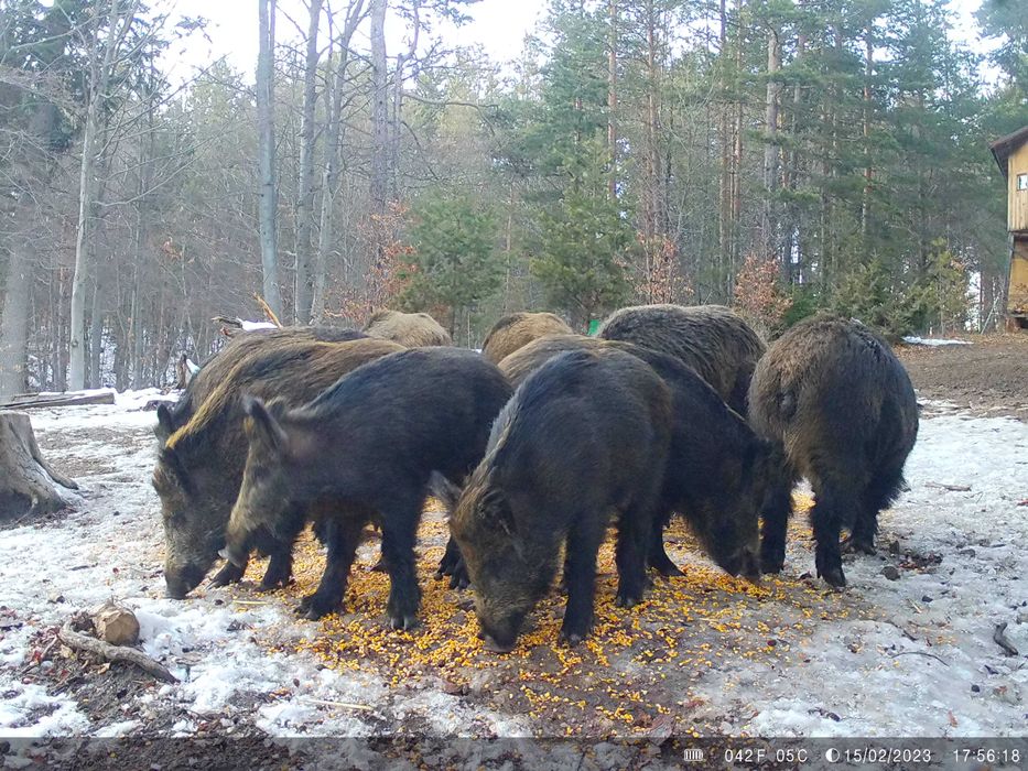 Ловни камери 2 на брои