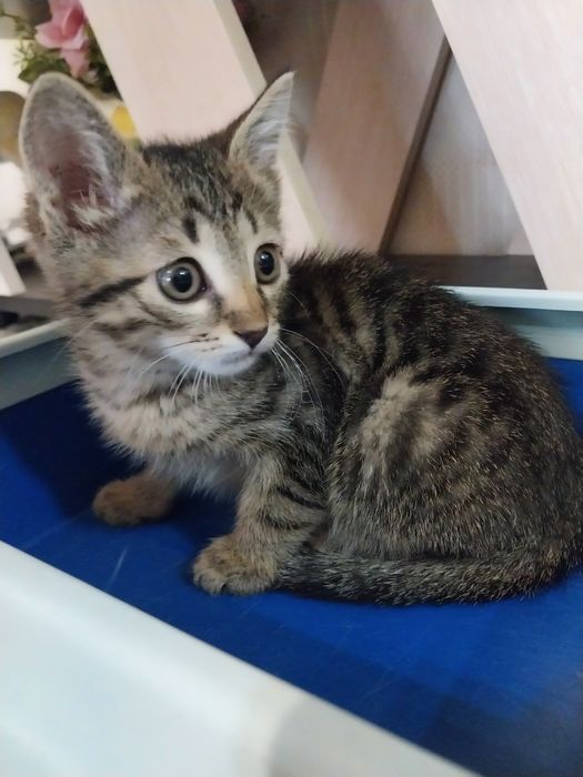 Котенок мальчик 2 месяца