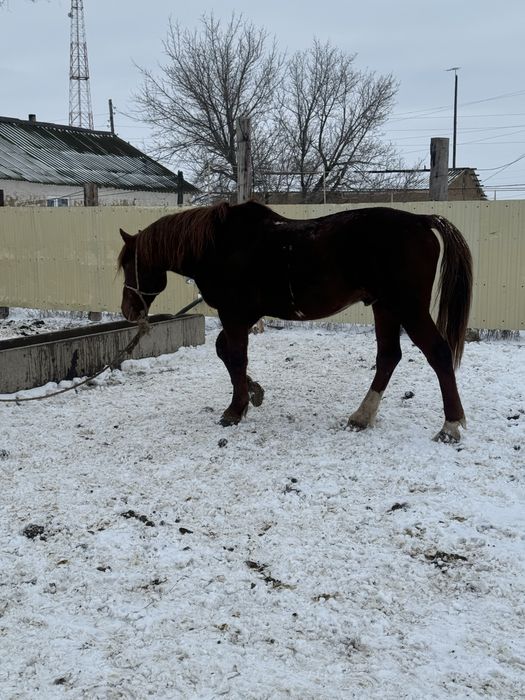 Айгыр сатылады Кушум