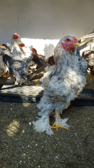 Продам петухов брама