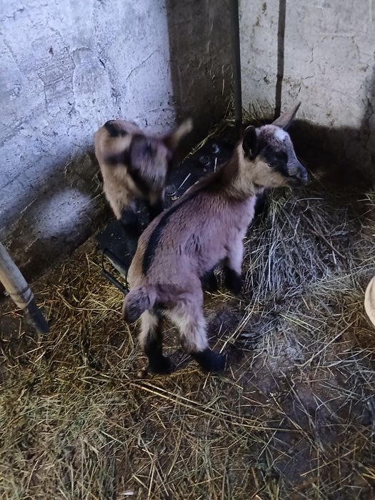 Vând 3 capre cu 5 iezi