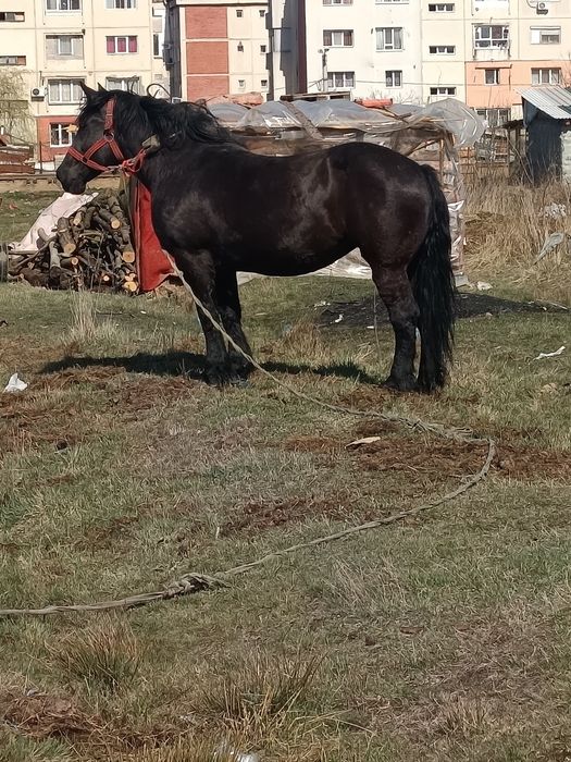 De vânzare iapa de 7 ani acte la zi pe ia 4000
