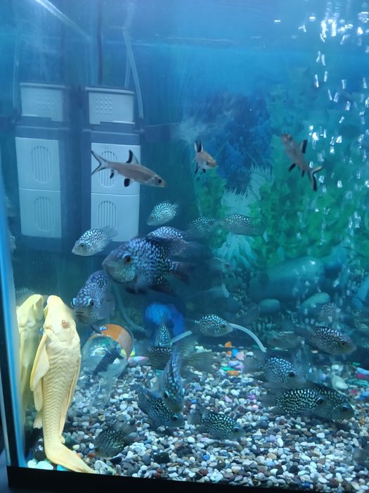 Продам рыбу папугай брилянтовый