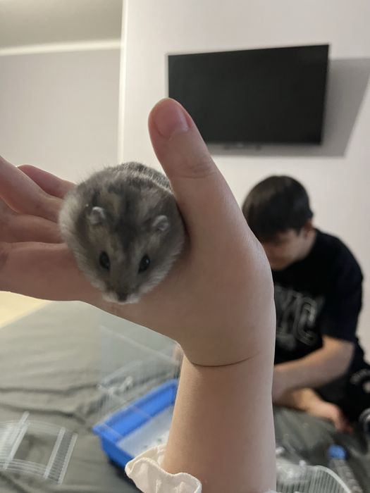 Хомяк с клеткой