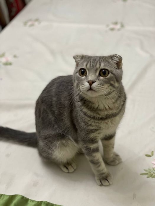 Scottish fold. 8oylik