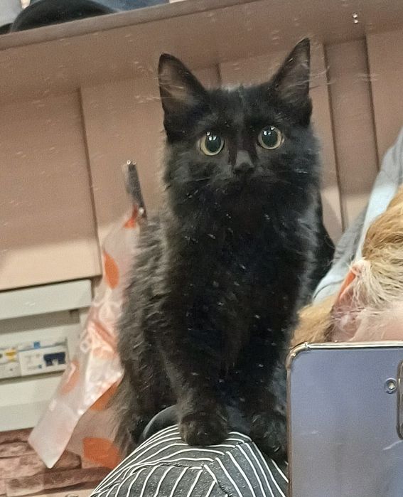 Найден домашний котёнок девочка, срочно нужен дом!