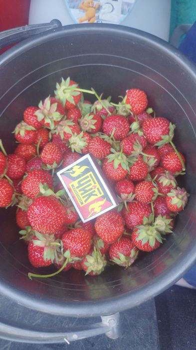 Продам клубнику .