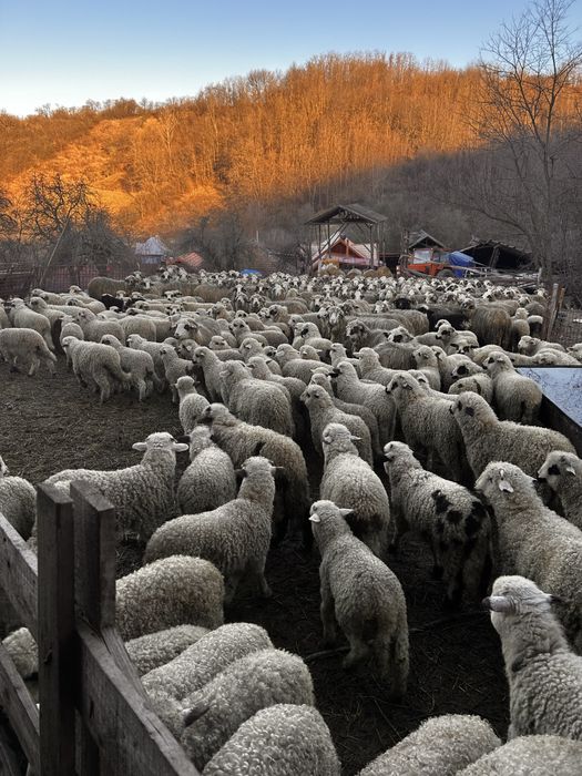 Vand Mieii rasa Turcana !