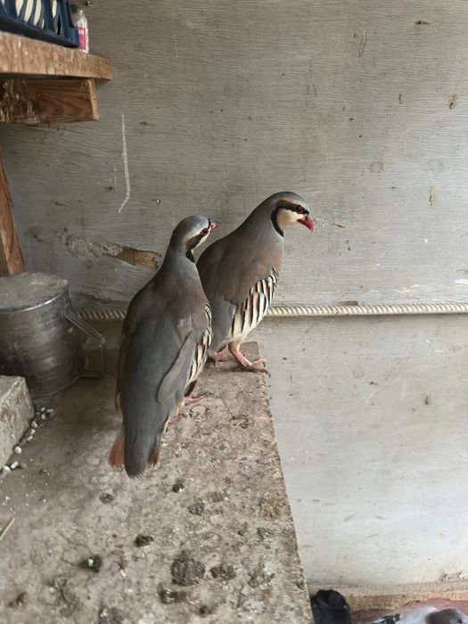 Kaklik para erkak ayol