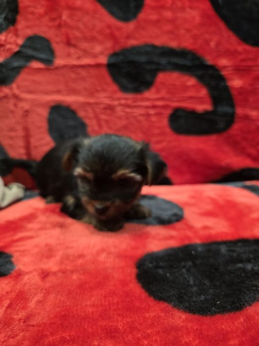 Мини йоркширски териер