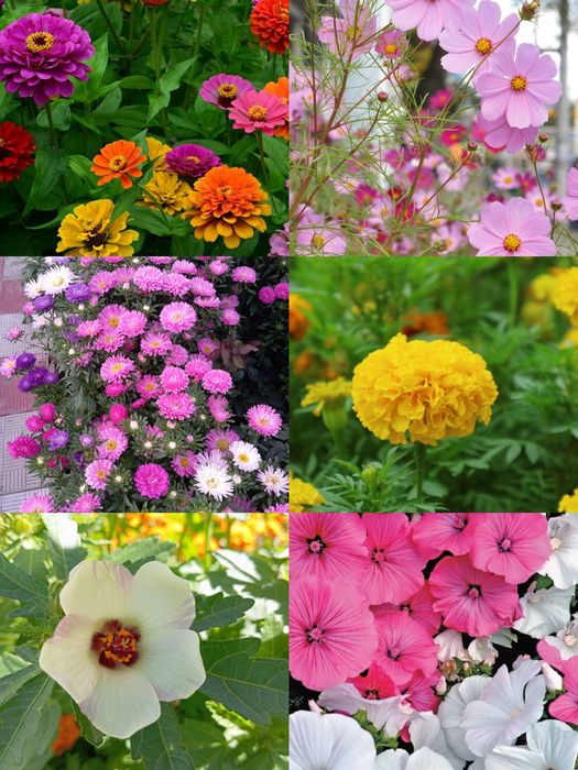 Цветы и семена цветов