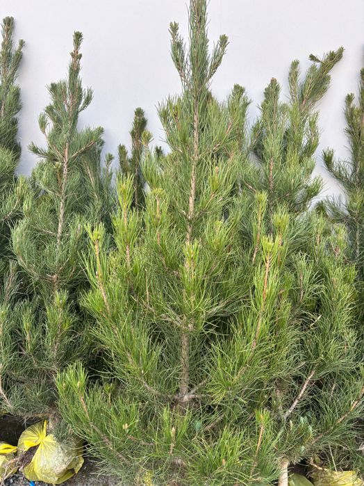 Арчалар 2026 саженцы