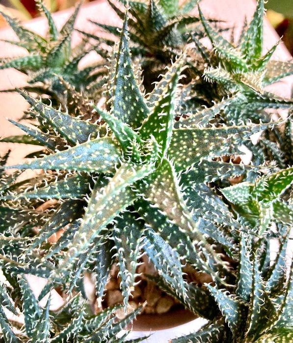 Сортовой гибрид алое Descoingsii X Hawarthioides, суккулент