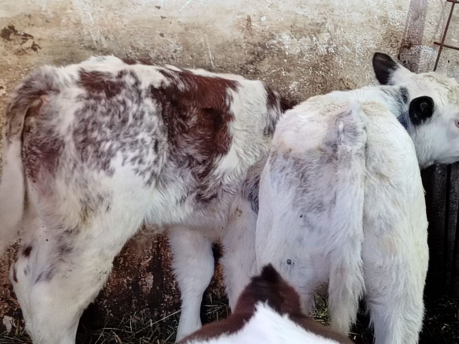 Vitei baltata si belgian