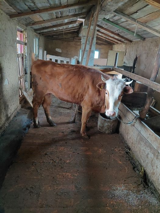 Продам телку 3 летка