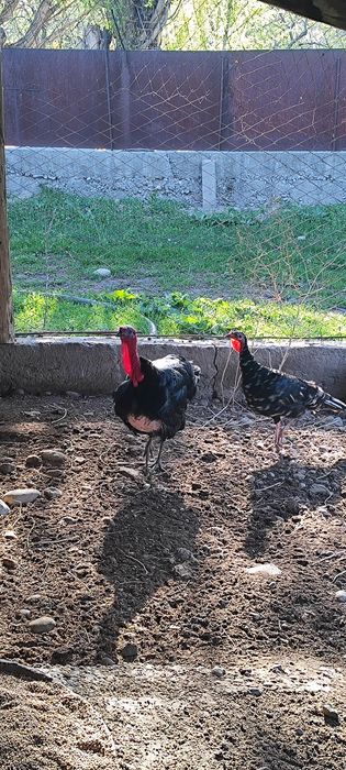 Индюк индюшка  Қораз/мекен пара