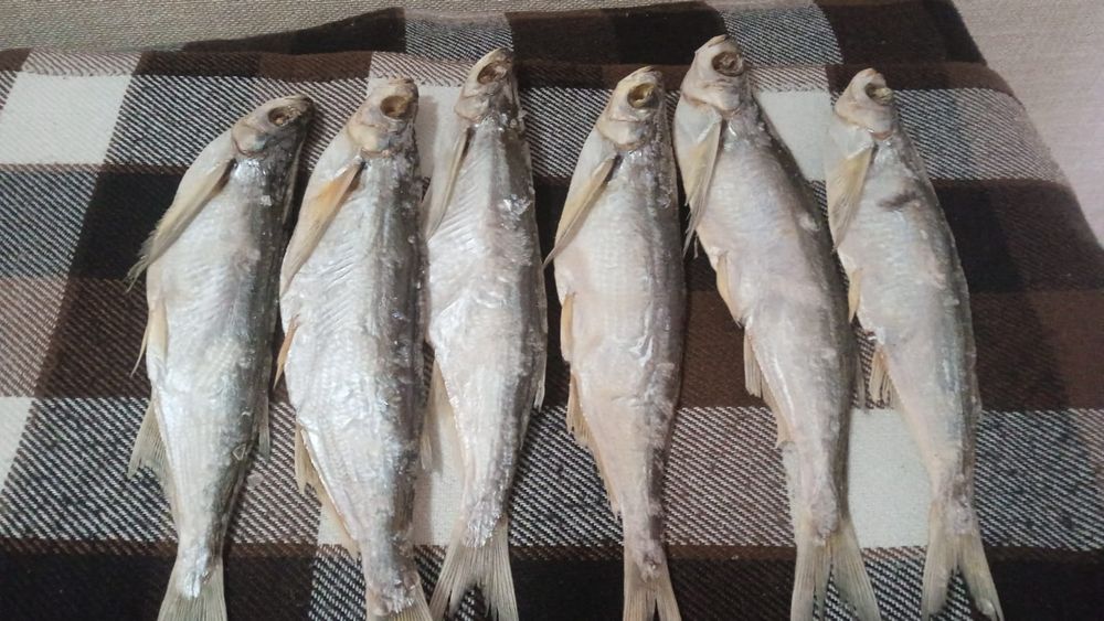 Чехонь рыба малосольная