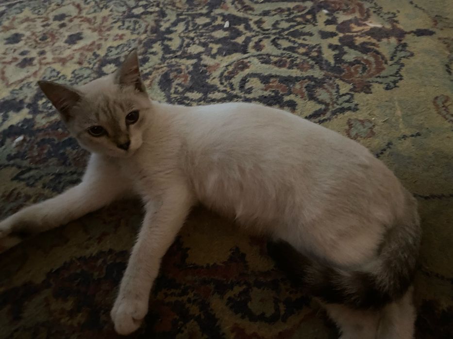 котенок , девочка