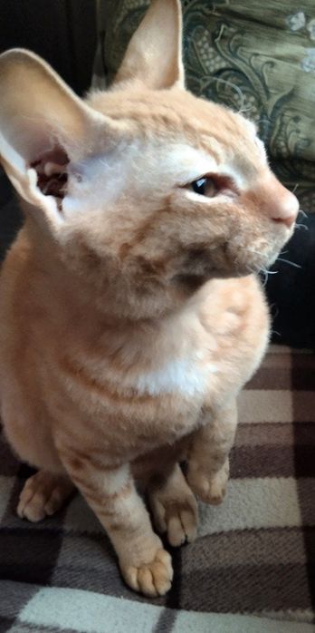 Продам котят в добрые руки